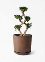 chinese-banyan-857_1.jpg?