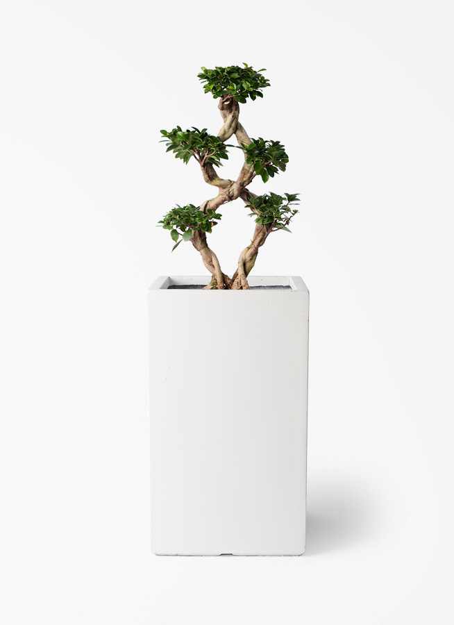chinese-banyan-849_1.jpg?