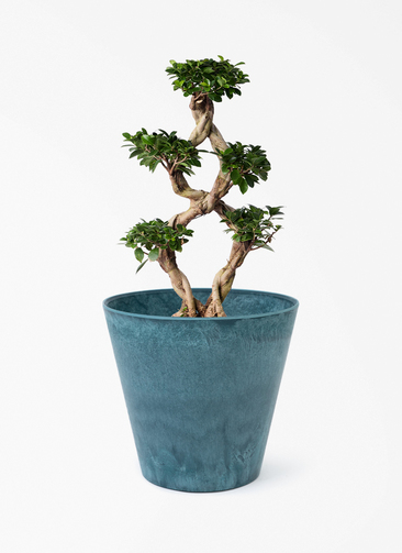 chinese-banyan-839_1.jpg?