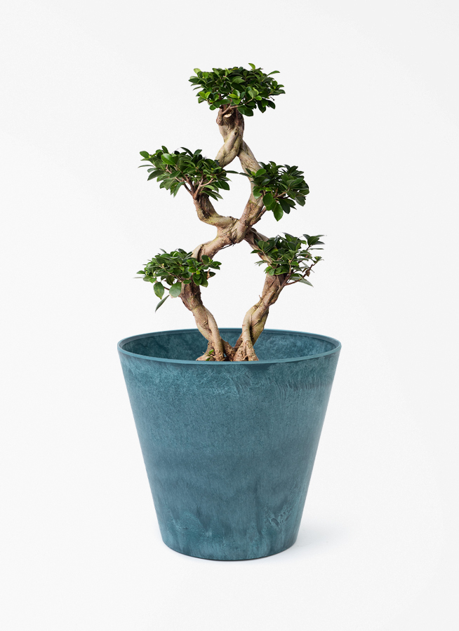 chinese-banyan-839_1.jpg?
