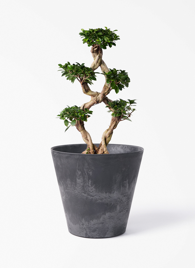 観葉植物 ガジュマル 8号 8の字 アートストーン ラウンド ブラック
