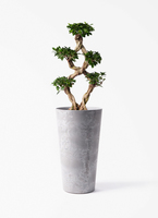 chinese-banyan-812_1.jpg?