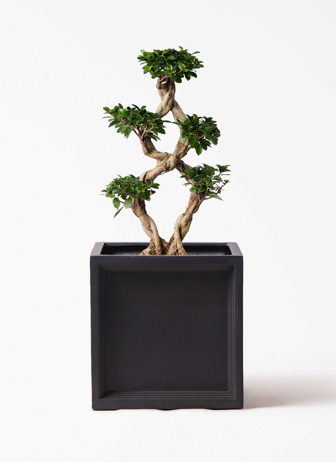 観葉植物 ガジュマル 8号 8の字 ブリティッシュキューブ 付き | 観葉