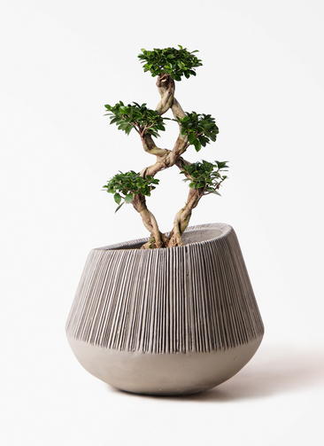 chinese-banyan-798_1.jpg?