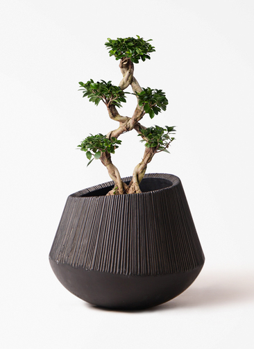 観葉植物 ガジュマル 8号 8の字 エディラウンド 黒 付き | 観葉植物