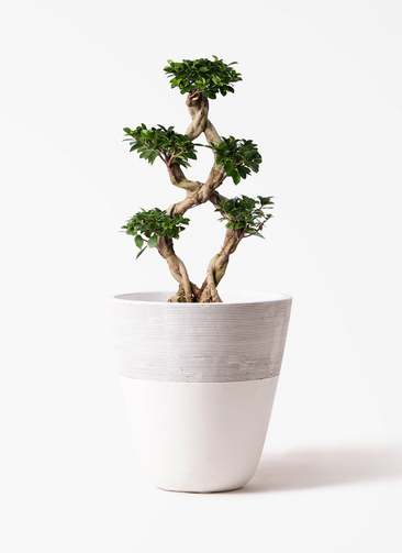 chinese-banyan-796_1.jpg?