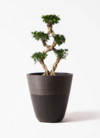 chinese-banyan-797_1.jpg?
