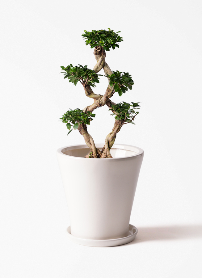 観葉植物 ガジュマル 8号 8の字 Eco Stone (エコストーン) Gray 付き