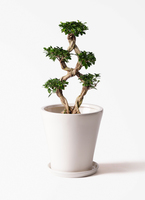 chinese-banyan-781_1.jpg?