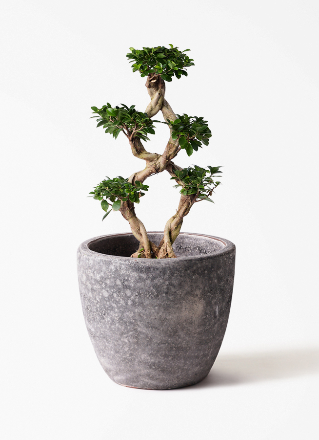 観葉植物 ガジュマル 8号 8の字 インティ シリンダー 付き | 観葉植物