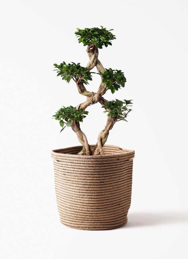 観葉植物 ガジュマル 8号 8の字 インティ シリンダー 付き | 観葉植物