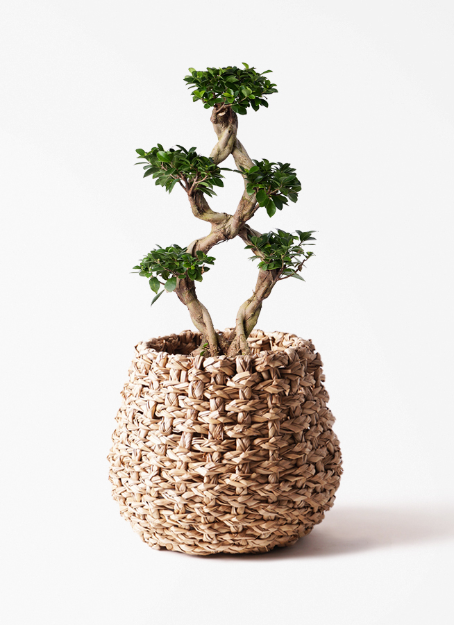 観葉植物 ガジュマル 8号 8の字 インティ シリンダー 付き | 観葉植物