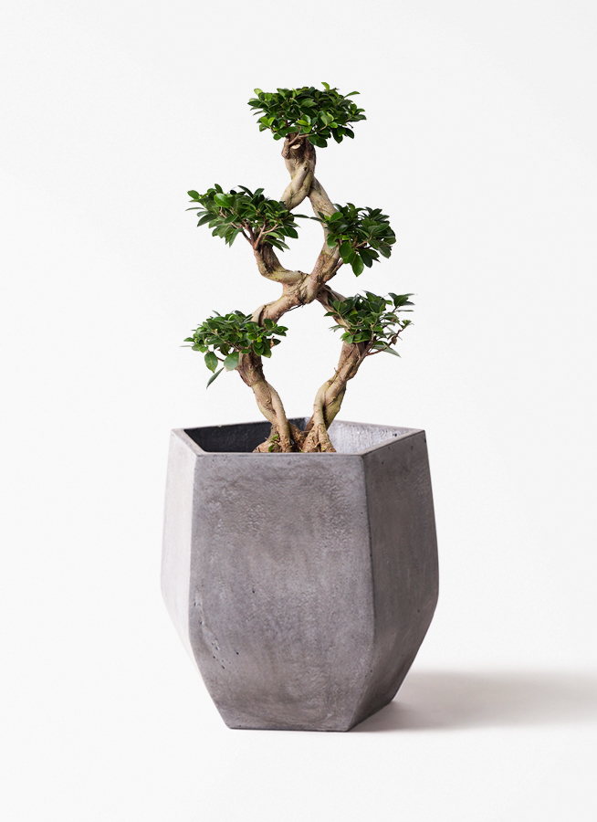 観葉植物 ガジュマル 8号 8の字 インティ シリンダー 付き | 観葉植物