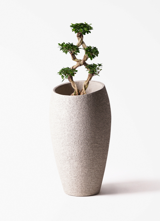 観葉植物 ガジュマル 8号 8の字 エディラウンド 黒 付き | 観葉植物