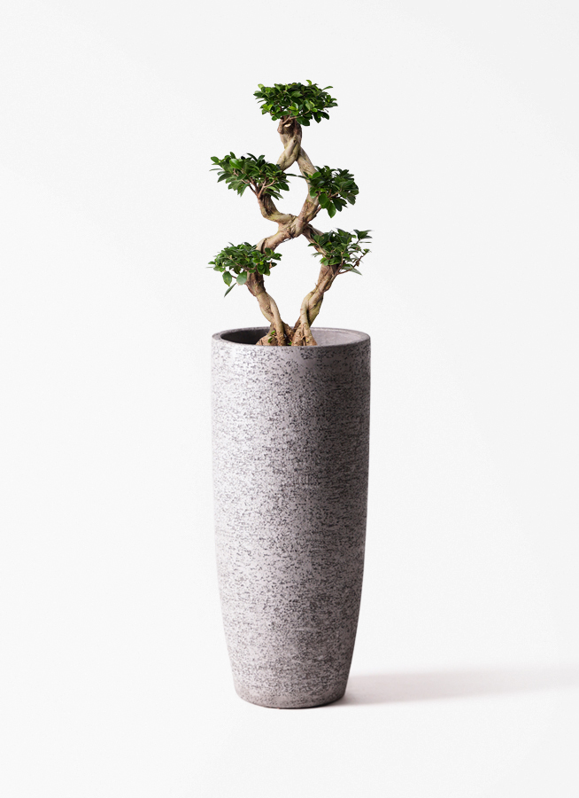 観葉植物 ガジュマル 8号 8の字 インティ シリンダー 付き | 観葉植物