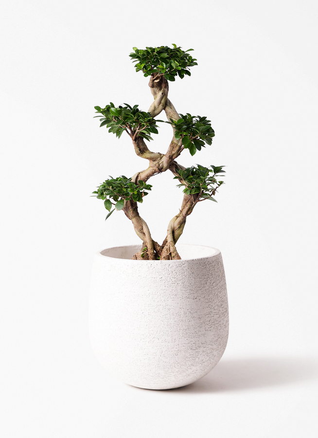 観葉植物 ガジュマル 8号 8の字 フォレスト トール ホワイト 付き