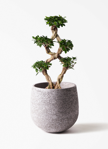 chinese-banyan-772_1.jpg?