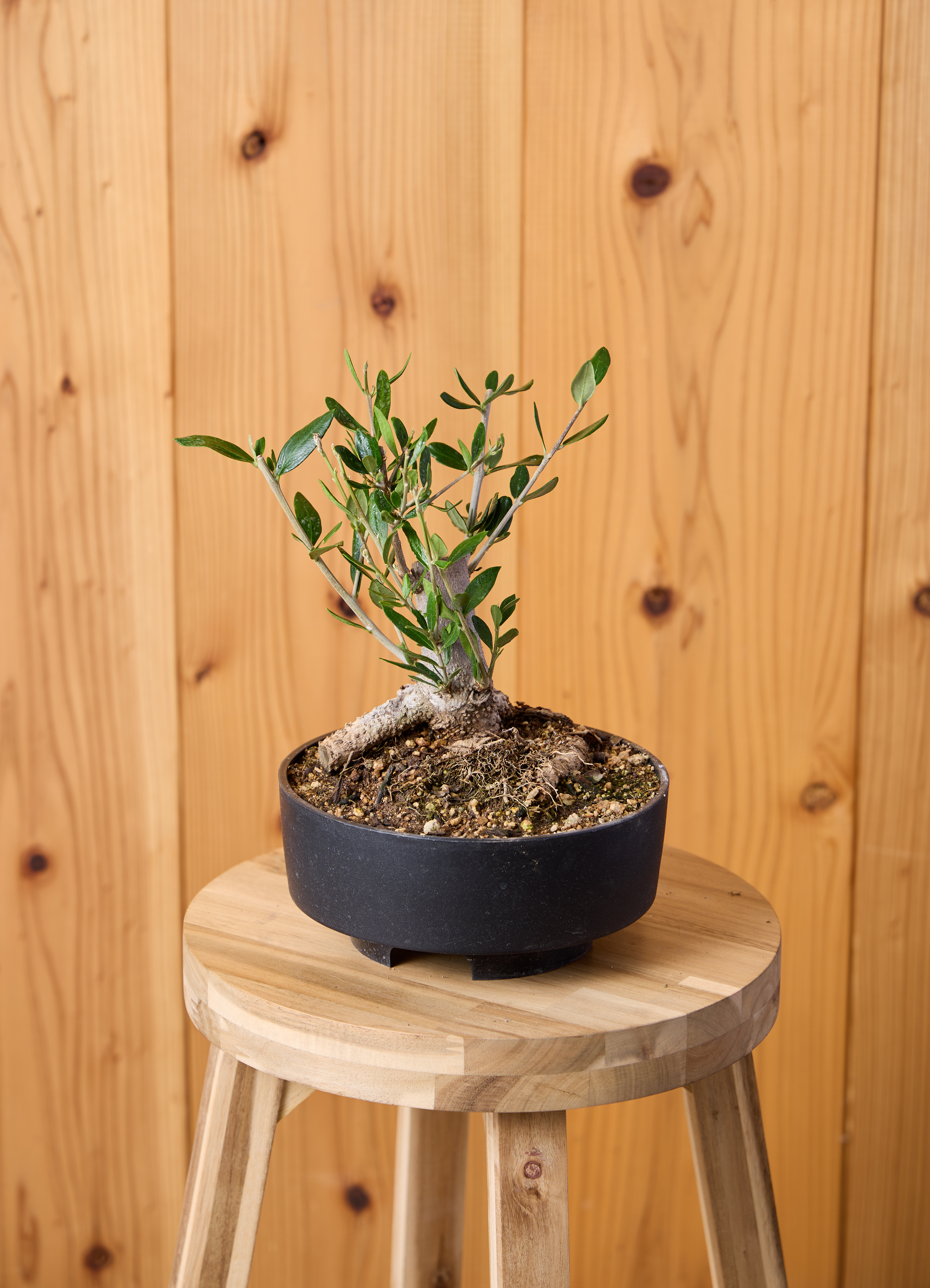 現品販売】~ 49cm 1点もの観葉植物の通販 | HitoHana（ひとはな）