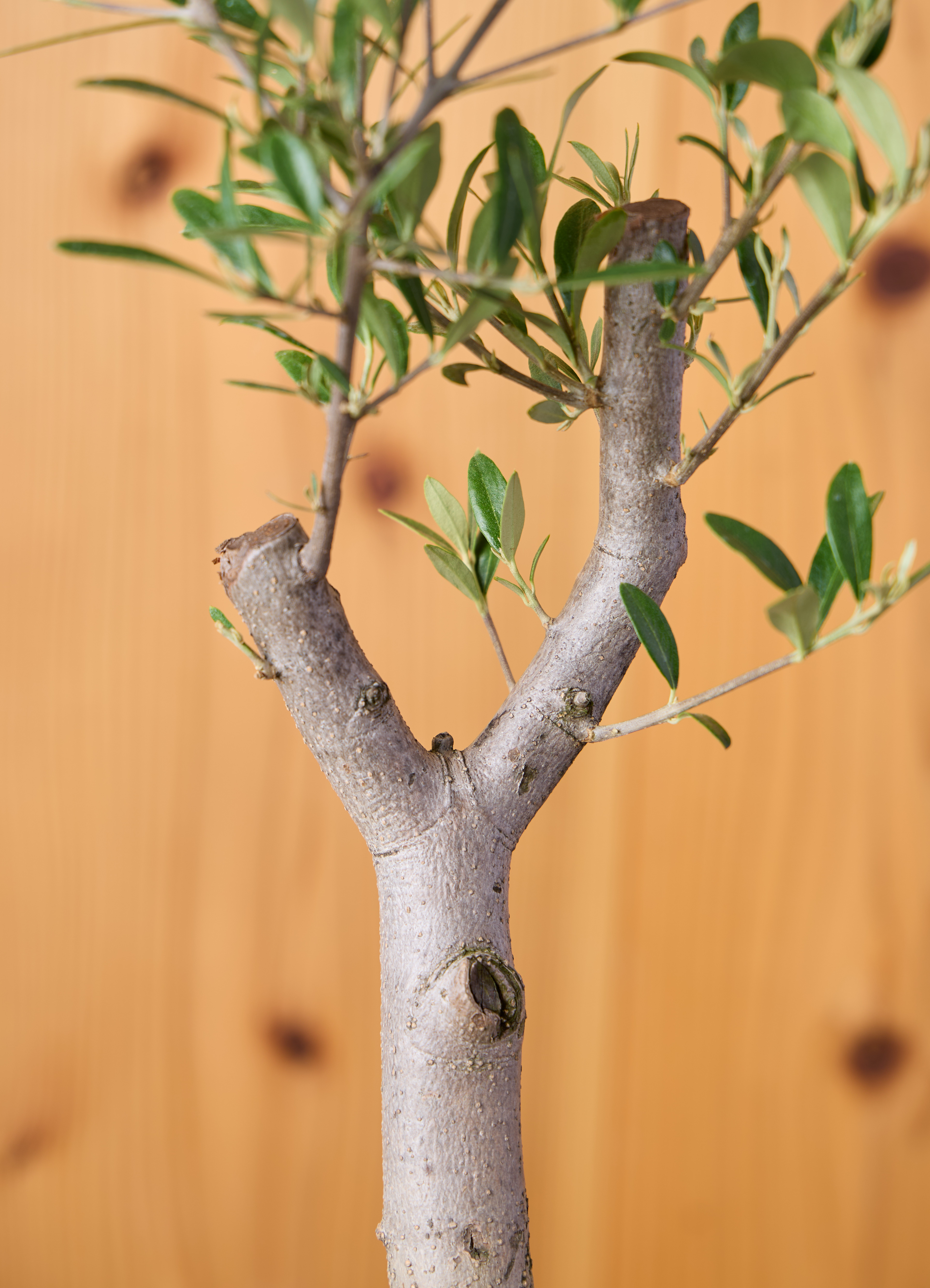 観葉植物 オリーブの木 【51cm】 6号 ひなかぜ 盆栽仕立て #71502