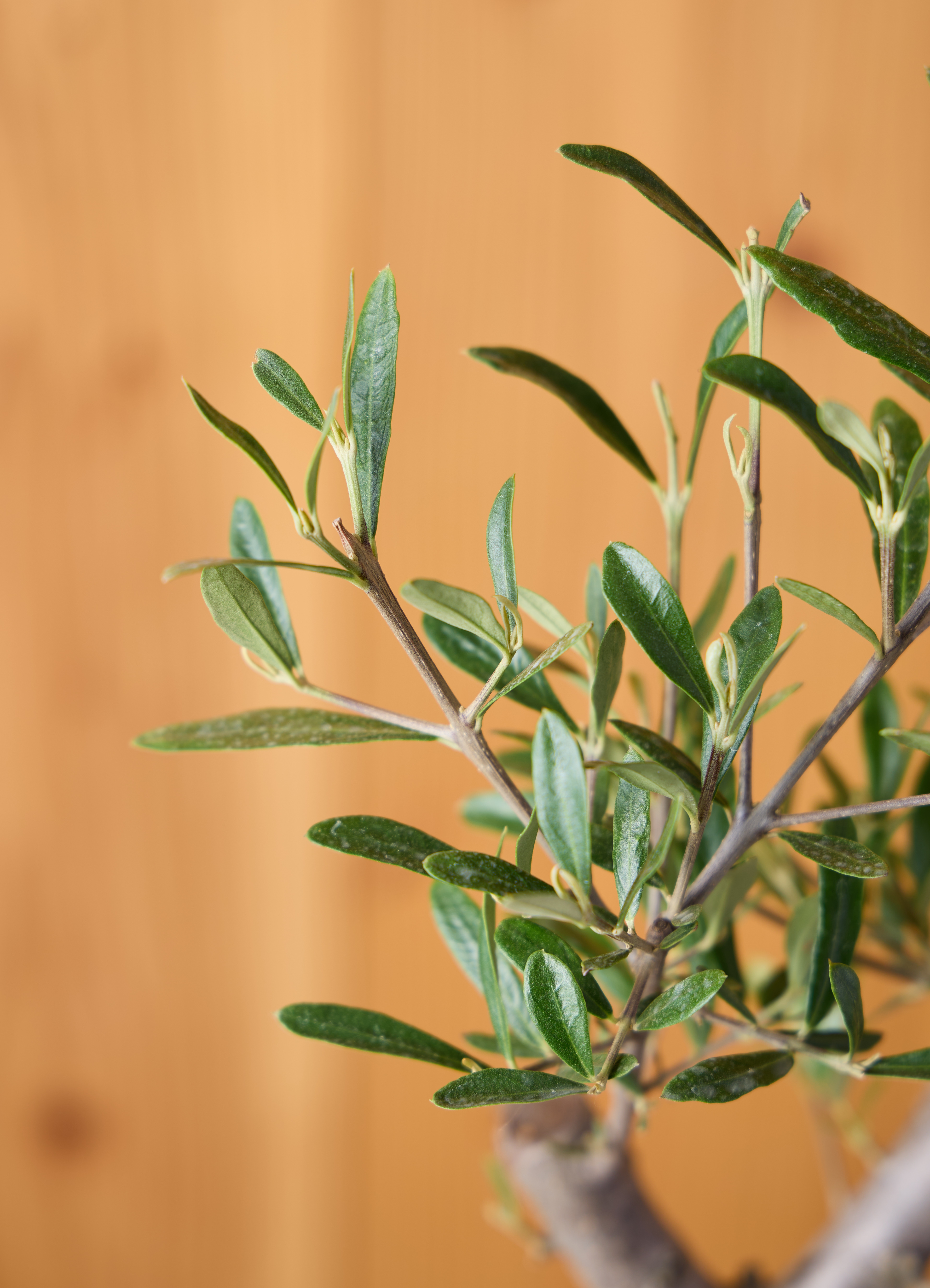観葉植物 オリーブの木 【51cm】 6号 ひなかぜ 盆栽仕立て #71502