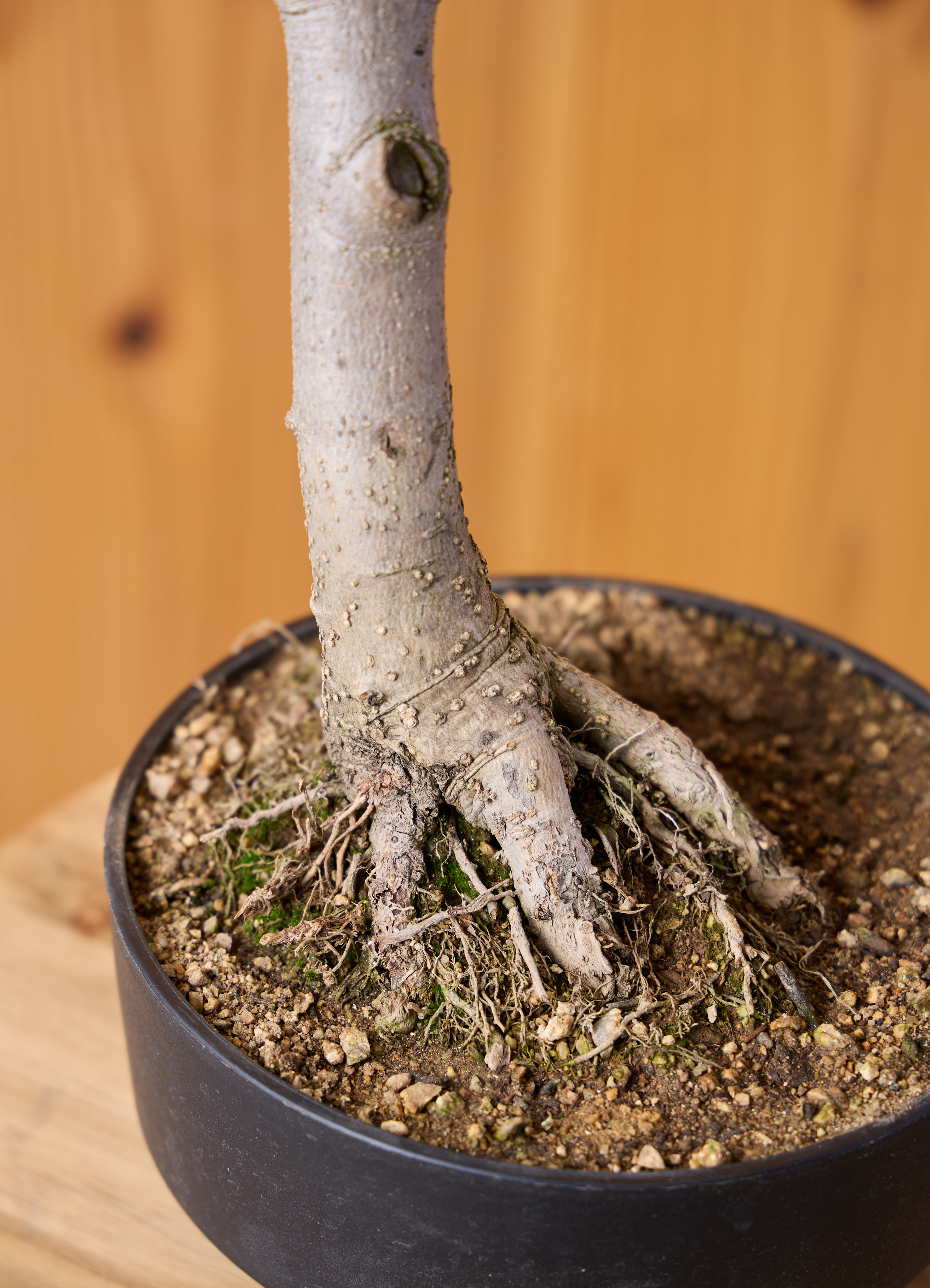 観葉植物 オリーブの木 【51cm】 6号 ひなかぜ 盆栽仕立て #71502