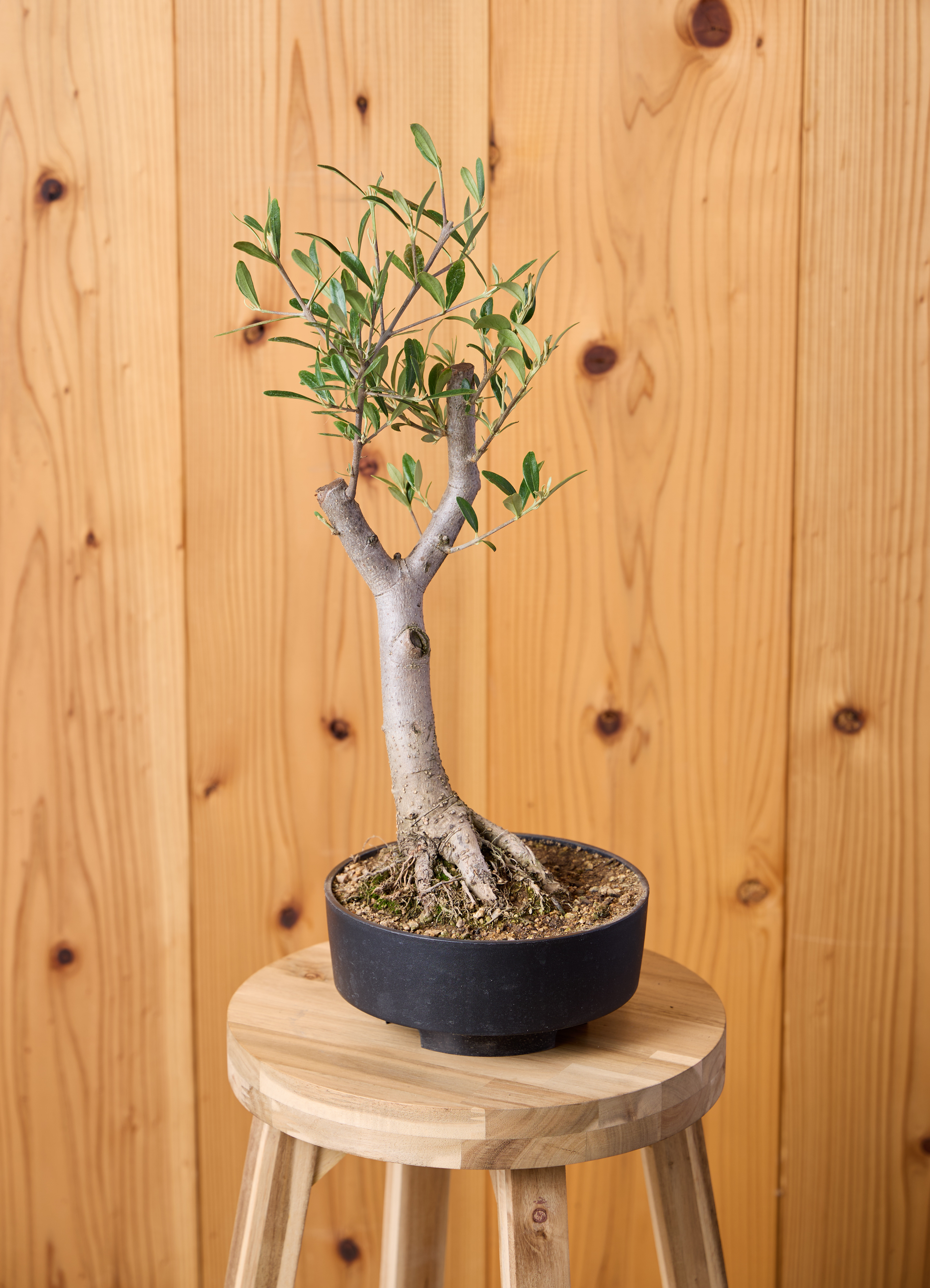 観葉植物 オリーブの木 【51cm】 6号 ひなかぜ 盆栽仕立て #71502