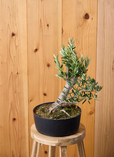 観葉植物 オリーブの木 【45cm】 8号 チプレッシーノ 盆栽仕立て