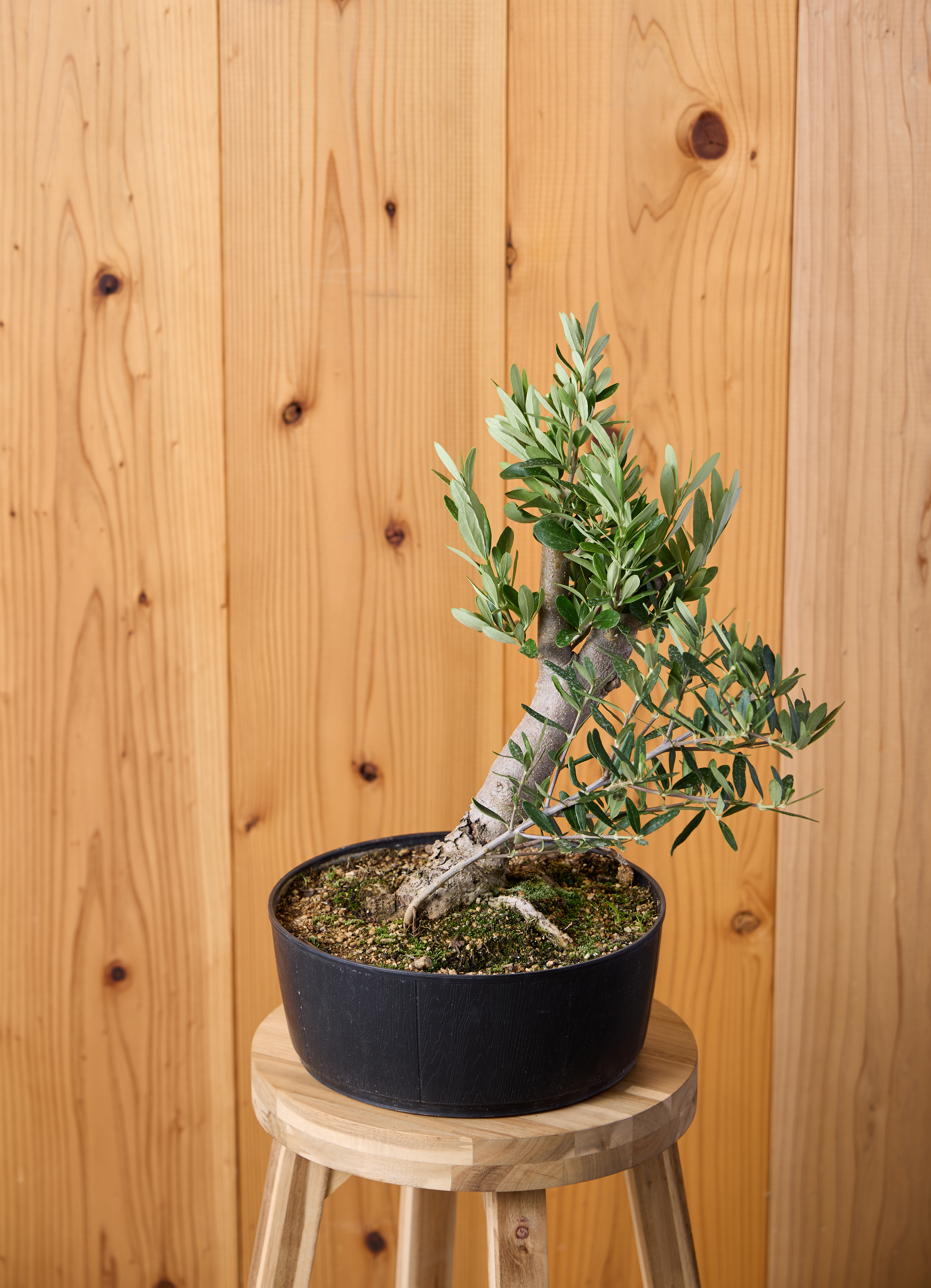 観葉植物 オリーブの木 【45cm】 8号 チプレッシーノ 盆栽仕立て