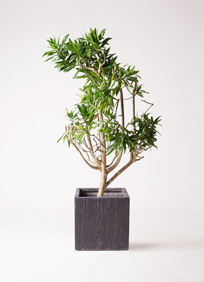 ドラセナ ソング オブ ジャマイカ | 観葉植物 | インテリアやギフトに