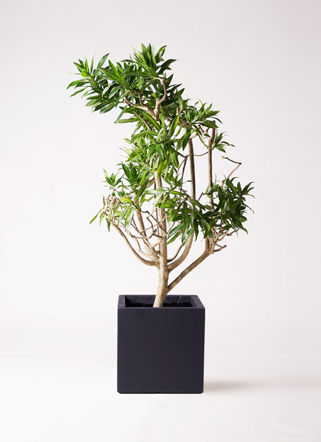 ドラセナ ソング オブ ジャマイカ | 観葉植物 | インテリアやギフトに
