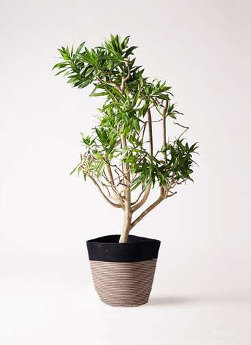 観葉植物 ドラセナ ソング オブ ジャマイカ 8号 リブバスケット