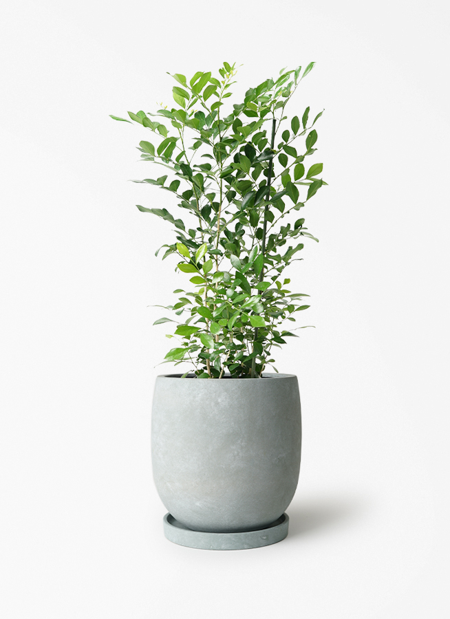 シルクジャスミン（げっきつ） 5号 | 観葉植物の通販ならHitoHana