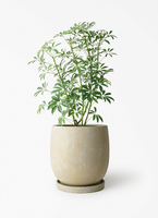 schefflera-compacta-645_1.jpg?
