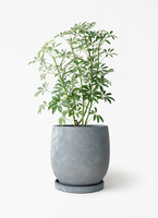 観葉植物 シェフレラ コンパクタ 5号 ジュートポット0 付き | 観葉植物