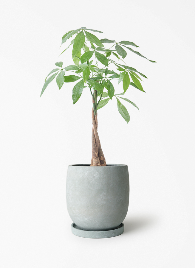 観葉植物 パキラ 5号 ねじり アイルエッグ ライトブルー 付き | 観葉