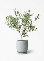 olive-1491_1.jpg?1774084121