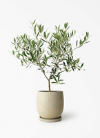 オリーブの木 5号 | 観葉植物の通販ならHitoHana（ひとはな）