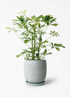観葉植物 シェフレラ（カポック） 5号 斑入り ベラ ピンクパープル