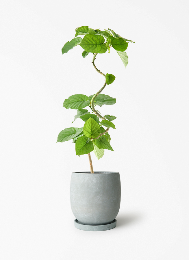 ficus-umbellata-1360_1.jpg?