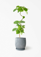 ficus-umbellata-1358_1.jpg?