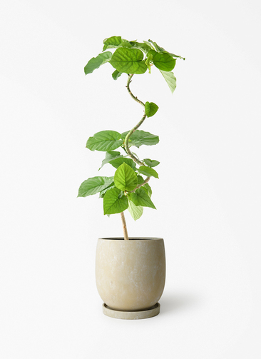 ficus-umbellata-1359_1.jpg?