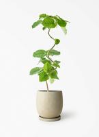 ficus-umbellata-1359_1.jpg?