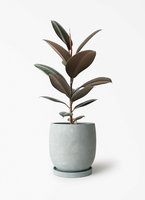 ficus-burgundy-274_1.jpg?