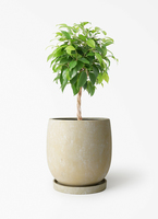 観葉植物 ベンジャミン 5号 リッチ エドラ B 付き | 観葉植物なら