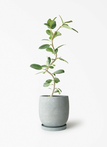 ficus-benghalensis-1366_1.jpg?