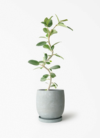 観葉植物 フィカス ベンガレンシス 5号 曲り プラスチック鉢 | 観葉