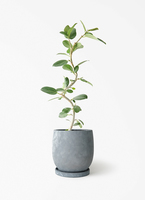 観葉植物 フィカス ベンガレンシス 5号 曲り プラスチック鉢 | 観葉