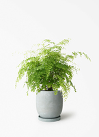 adiantum-70_1.jpg?1774084192