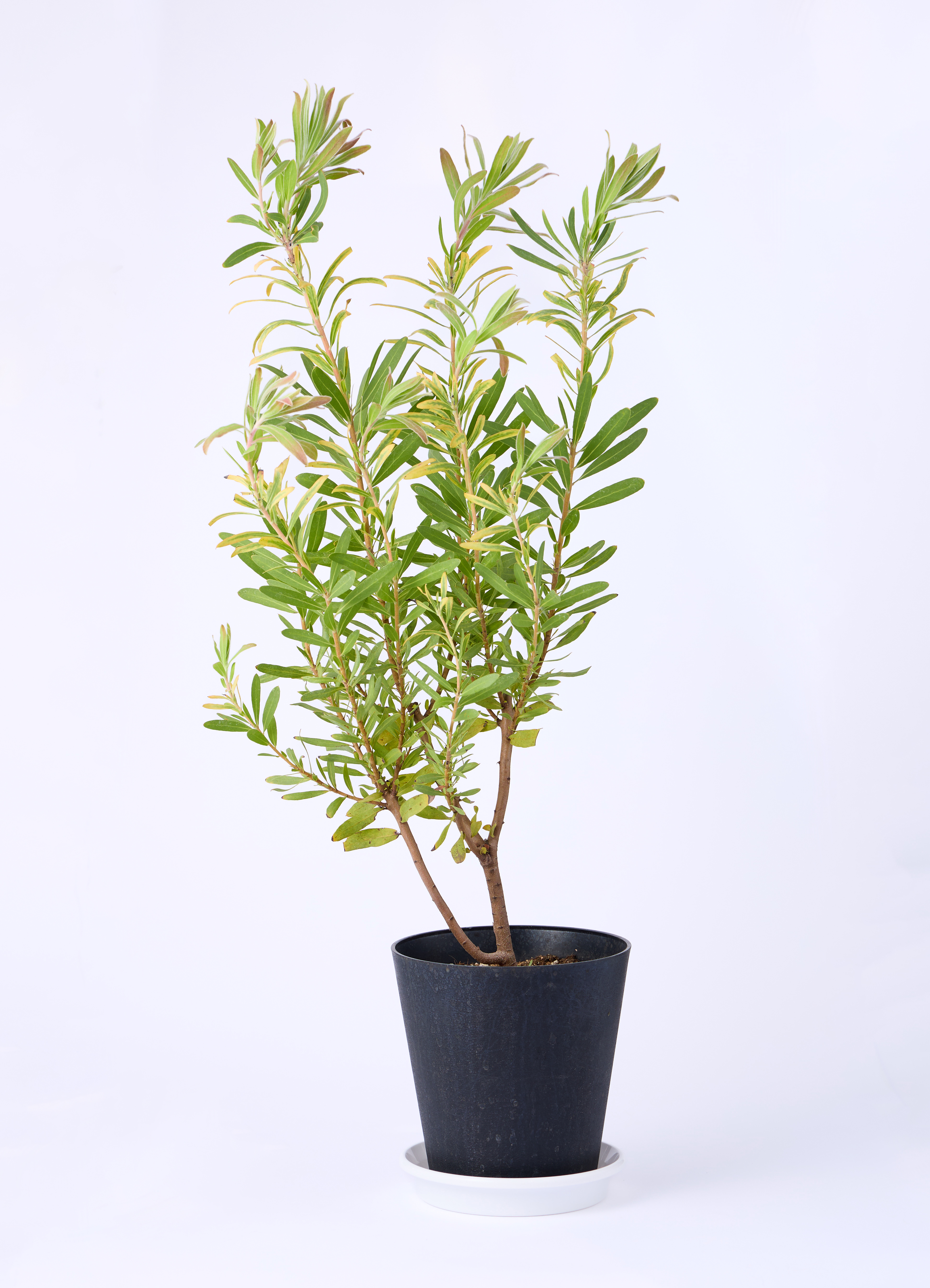 観葉植物 プロテア 6号 ネリーフォリア プラスチック鉢 | 観葉植物なら