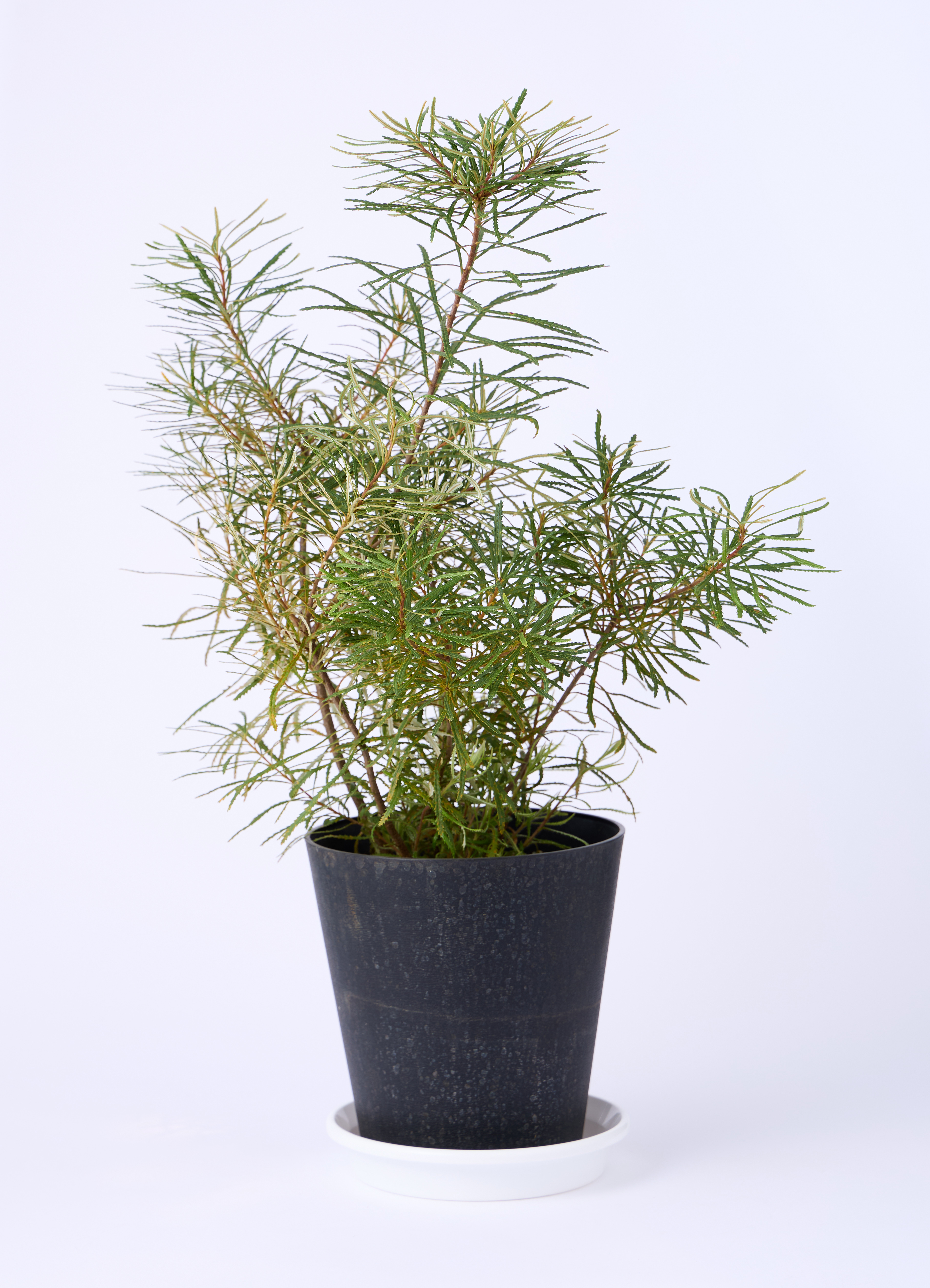 観葉植物 バンクシア 6号 ヘアピン プラスチック鉢 | 観葉植物なら